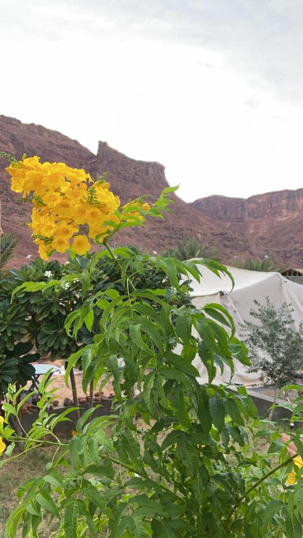 Mountain House Vila Al Ula Exterior foto